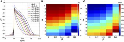 Atrial Rotor Dynamics Under Complex Fractional Order Diffusion